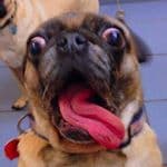 Photo of Leonel Castellani